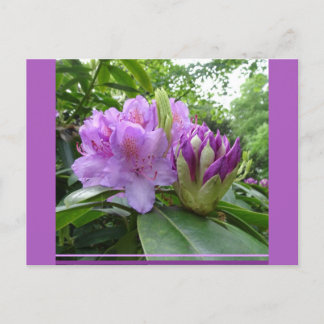 Postales de Flores de Rododendros Púrpura y Buds D