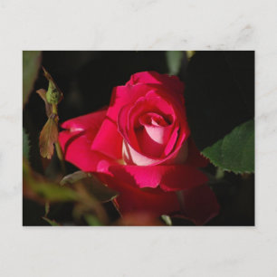 Postales de flores de Rosa rosadas espléndidas