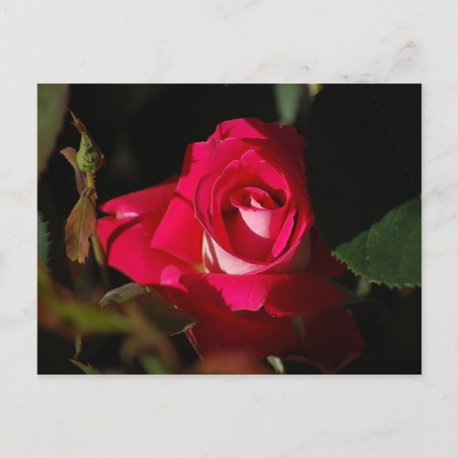Postales de flores de Rosa rosadas espléndidas (Anverso)