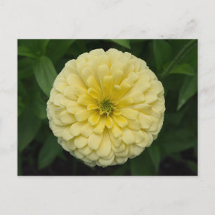 Postales de flores de zinnia amarilla