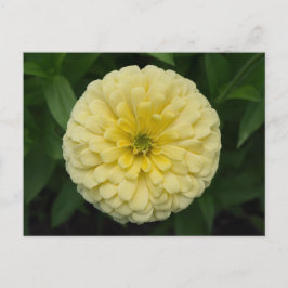Postales de flores de zinnia amarilla