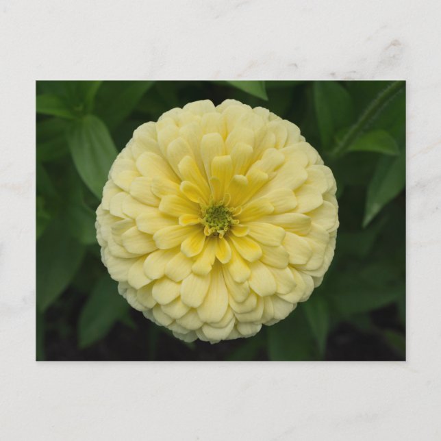 Postales de flores de zinnia amarilla (Anverso)