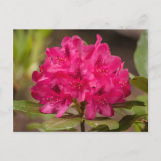 Postales de flores florales de rododendrón rosado