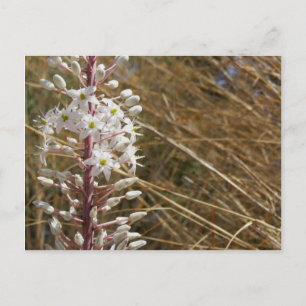 Postales de flores griegas
