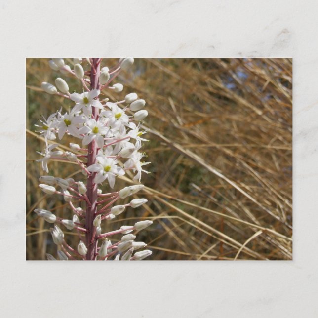 Postales de flores griegas (Anverso)