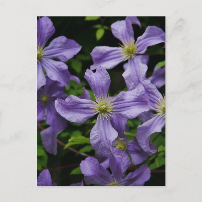 Postales de flores moradas de clematis (Anverso)
