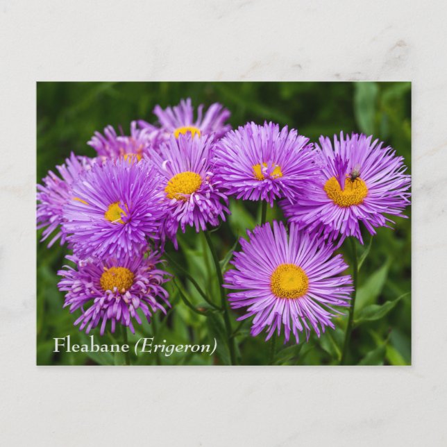 Postales de flores moradas de Fleabane (Erigeron) (Anverso)
