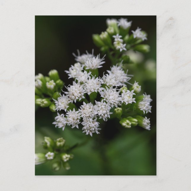 Postales de flores naturales de Boneset White Wild (Anverso)