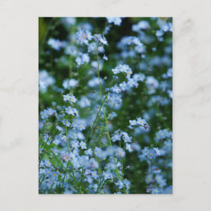 Postales de flores olvidadas