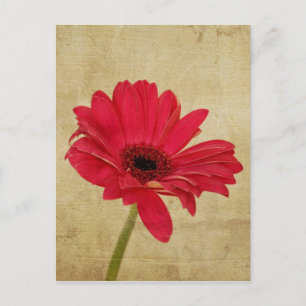 Postales de flores Red Gerbera