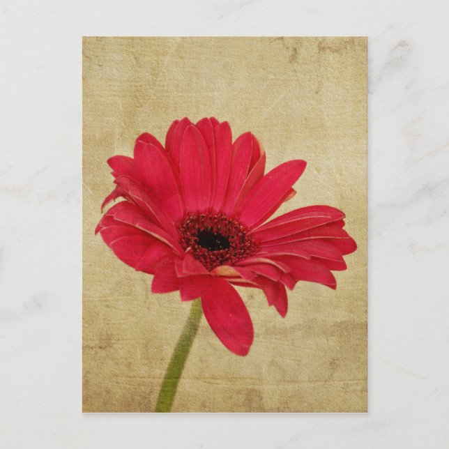 Postales de flores Red Gerbera (Anverso)