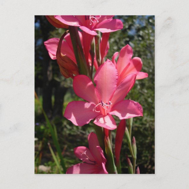 Postales de flores rosadas calientes (Anverso)