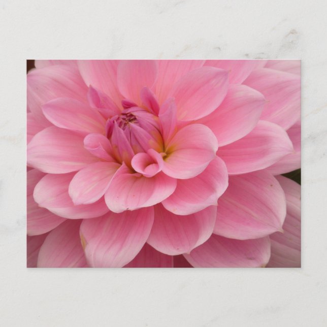 Postales de flores rosadas de Dahlia (Anverso)