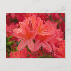 Postales de flores rosadas profundas de rododendró