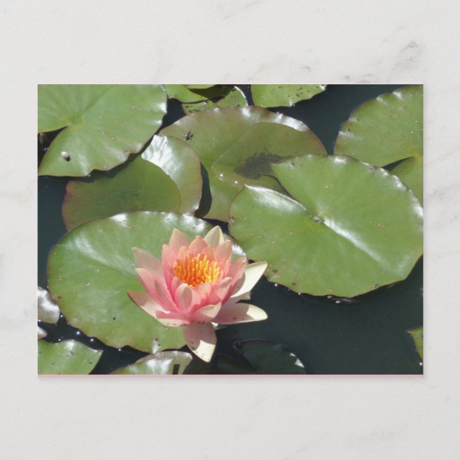 Postales de flores rosadas y amarillas (Anverso)