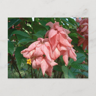 Postales de flores rosadas y amarillas de Fiyi