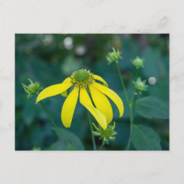 Postales de flores silvestres amarillas de cabeza 