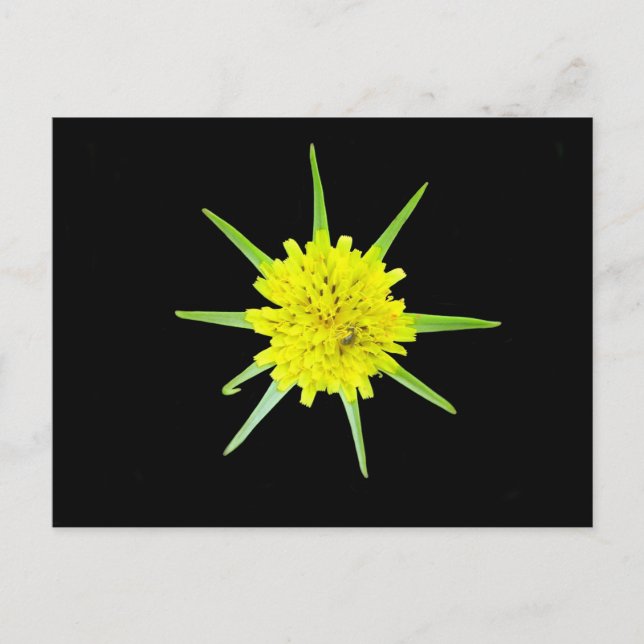 Postales de flores silvestres de barba de cabra me (Anverso)
