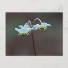 Postales de flores silvestres de color marrón pard
