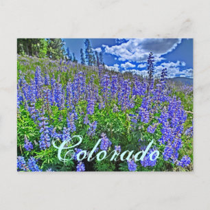 Postales de flores silvestres de Colorado