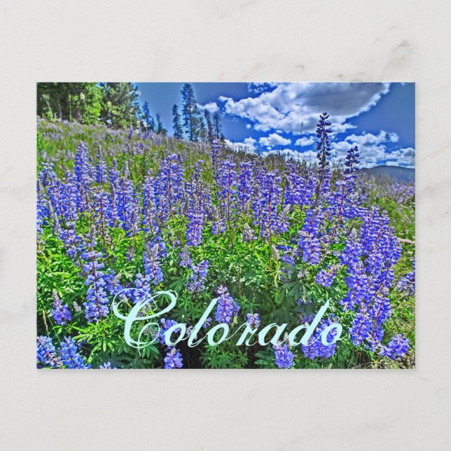 Postales de flores silvestres de Colorado (Anverso)