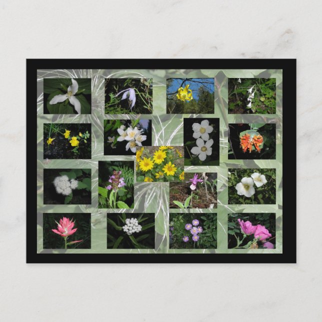 Postales de Flores Silvestres de Montana Occidenta (Anverso)