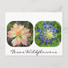 Postales de flores silvestres de Texas
