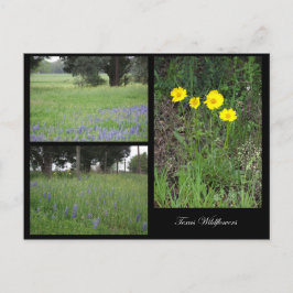 Postales de flores silvestres de Texas