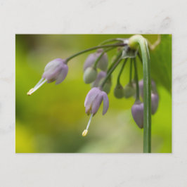 Postales de flores silvestres moradas de cebolla d