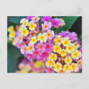 Postales de flores tropicales