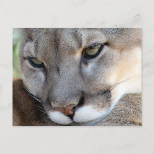 Postales de Florida Panther (4071)