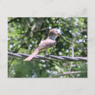 Postales de Flycatcher en reposo