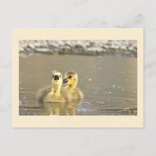 Postales de fotografía de Goslings