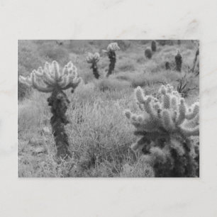 Postales de fotografía del desierto de Cholla Cact