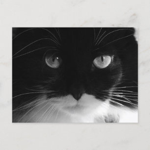 Postales de fotos CAT de TUXEDO