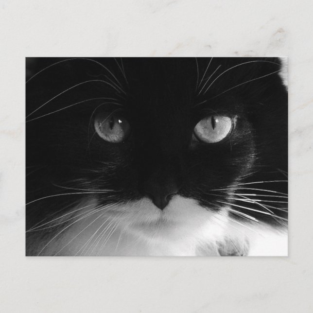 Postales de fotos CAT de TUXEDO (Anverso)