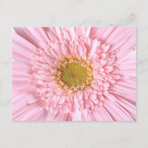 Postales de fotos de cierre de Gerbera Daisy