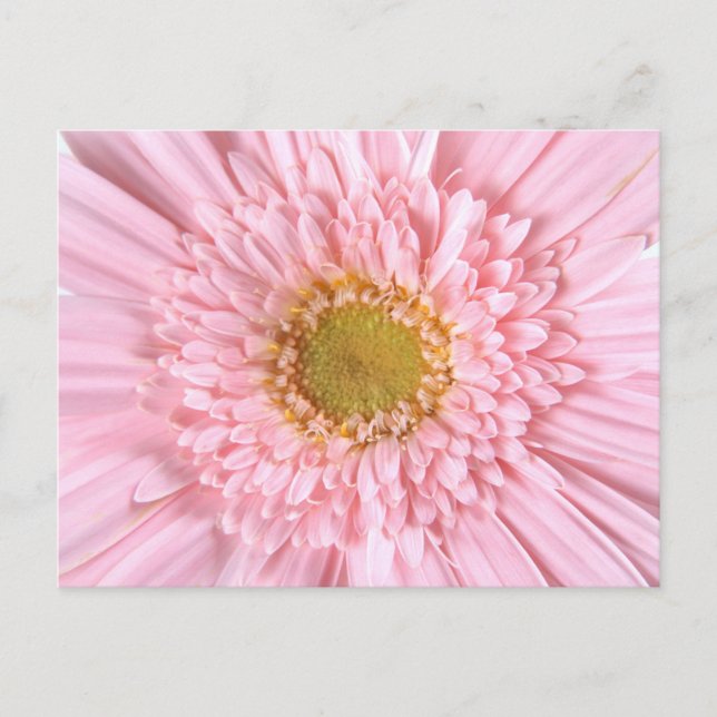 Postales de fotos de cierre de Gerbera Daisy (Anverso)