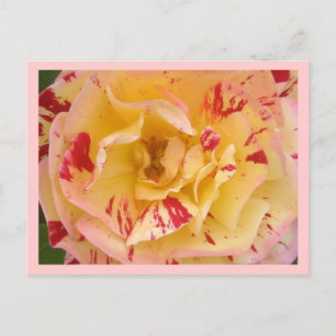 Postales de fotos de flores amarillas rosas rosada