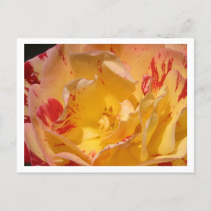 Postales de fotos de flores de rosa amarillo dulce