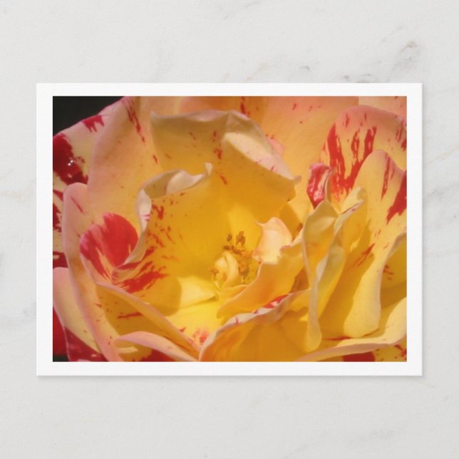 Postales de fotos de flores de rosa amarillo dulce (Anverso)