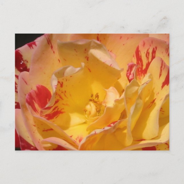 Postales de fotos de flores de rosa amarillo dulce (Anverso)