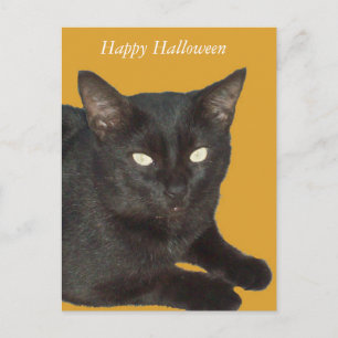 Postales de fotos de gato negro de Halloween