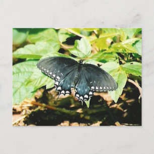 Postales de fotos de mariposa de la cola de cruz n