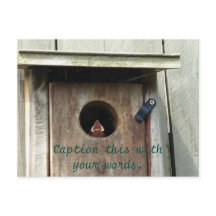 Postales de fotos de pájaro de bebé hambriento