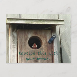 Postales de fotos de pájaro de bebé hambriento