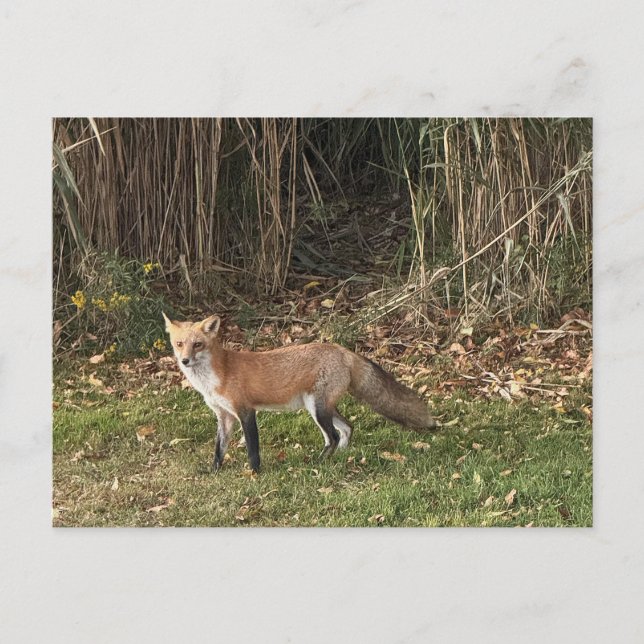 Postales de Fox Photo (Anverso)