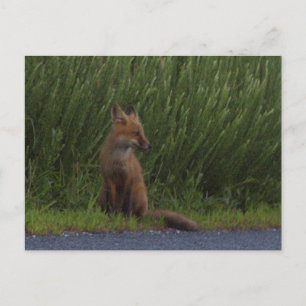 Postales de Fox Photo