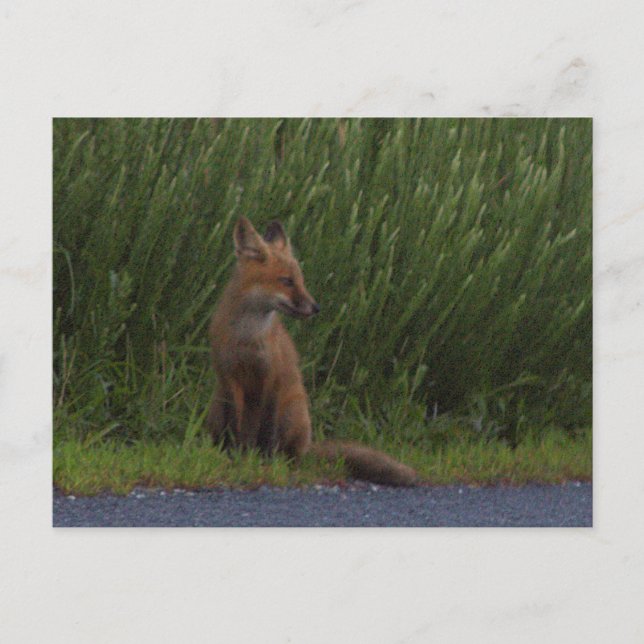 Postales de Fox Photo (Anverso)