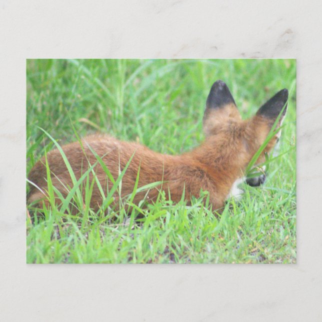 Postales de Fox Photo (Anverso)